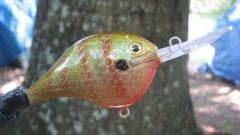 bait fish