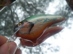 Pumpkinseed sunfish..