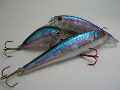 American shad