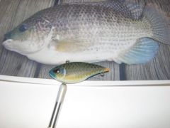 Blue Tilapia