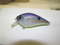 purple back shad