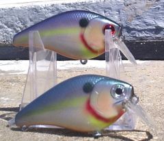 Another shot of Ameliorate Shad variations