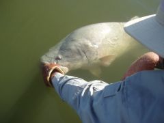 one of my mates fish caught on a modified stumpjumper