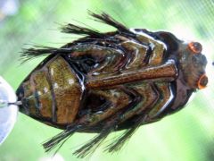Waterbug (underside)