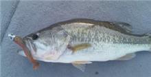 Desert Lake LMB caught with 4inch hand poured swimmer