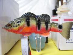 Peacock Bass