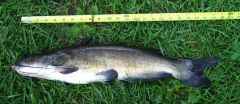 Catfish caught on one of Crazy Joe's lures