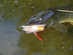 1st pike on my own jerkbait