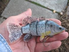 some little ones ready-black crappie