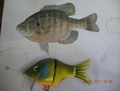 low light/off color water blue gill