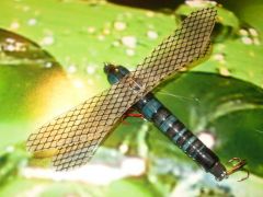 Blue and Black Dragonfly