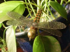 Dragonfly with new wings