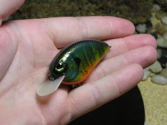 Bluegill