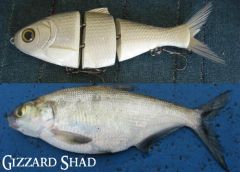 Bull Shad Gizzard/Shiner/Threadfin/Hitch