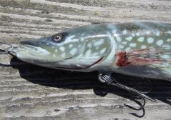 Musky Snax 2008 Pike Swimbait