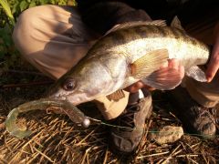 Zander (walleye)