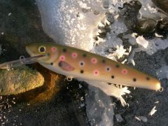 Brown trout