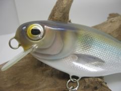 Gizzard Shad