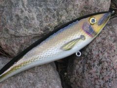 7" Golden Shiner Musky lure