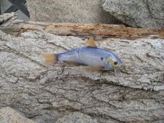 big trout swimbait/ little shad