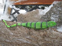 swimming Iguana