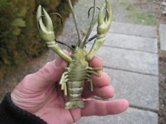 crayfish