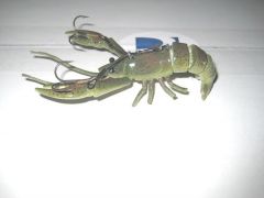 crayfish