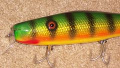 GOLD FOIL PERCH SURFSTER