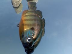 NEW BLUEGILL ON A JACKALL GIRON SWIMBAIT