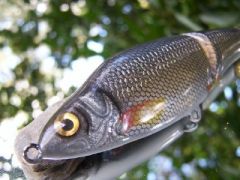 Golden shiner pattern