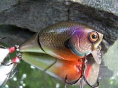 Bluegill/golden shiner hybrid..