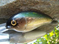 Golden shiner!