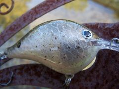 golden shiner........