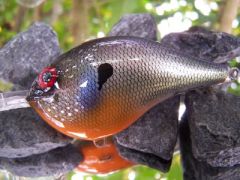 Bluegill/wild shiner hybrid!