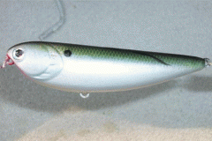 Threadfin shad lucky craft sammy