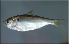 Threadfin shad