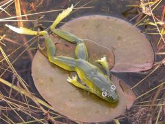 Bog Baits Bog Frog And Bog Gills