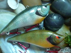 Bluegill and Redear