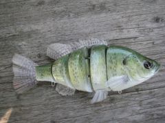 white crappie