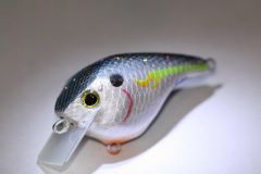 flaming shad