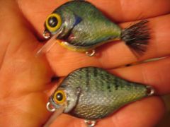 Baby bluegills