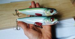 Sf baitfish