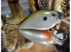 gizzard shad