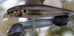 LC Pointer 100 In Foiled Photofinished Threadfin Shad