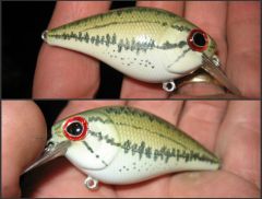 Big Eyed Baby Bass