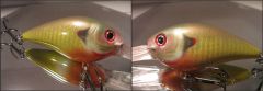 Red Ear Green Sunfish