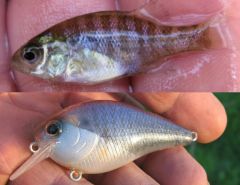 Infant Bluegill