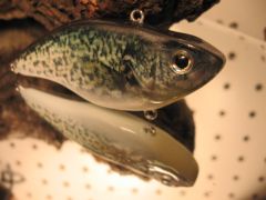 Photo Black Crappie