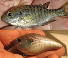 Young Bluegill