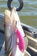 some hard body baits from downunder,, tantrum lures